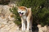 AKITA INU 232